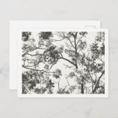 木の白黒シルエット ポストカード (正面/裏面)