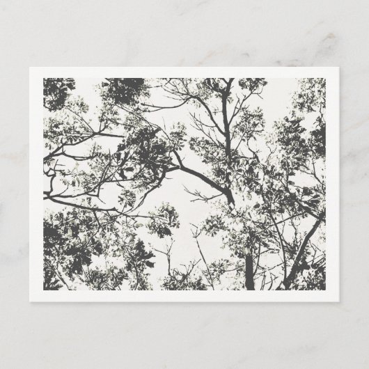 木の白黒シルエット ポストカード (正面)