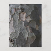 木の皮のマクロ撮影 ポストカード (正面)