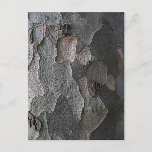 木の皮のマクロ撮影 ポストカード (正面)