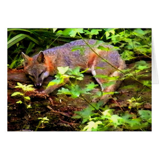 木の睡眠のキツネ