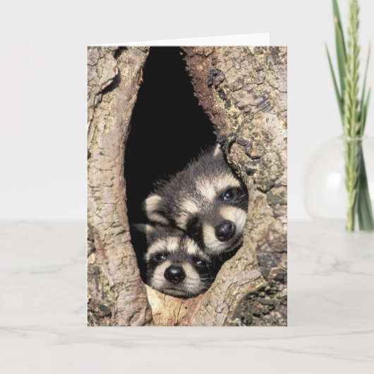 木の空洞にいるアライグマの赤ちゃん プロサイオン カード (正面)