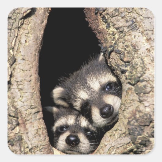 木の空洞にいるアライグマの赤ちゃん プロサイオン スクエアシール (正面)