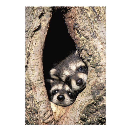 木の空洞にいるアライグマの赤ちゃん プロサイオン フォトプリント (正面)