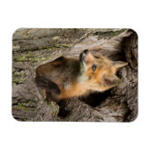 木の空洞にいる小さなアカギツネ マグネット (横)