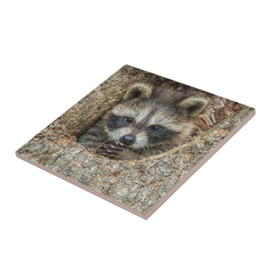 木の空洞の中に閉じ込められたラコン タイル (側面)