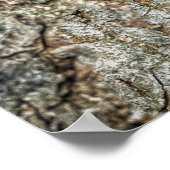 木の空洞の中に閉じ込められたラコン ポスター (角)