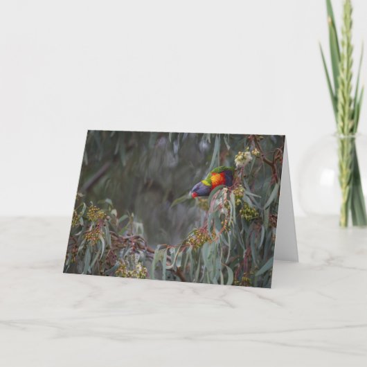 木の空白のな挨拶状の虹Lorikeet カード (正面)