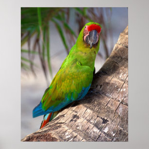 木の素晴らしい緑のコンゴウインコ ポスター