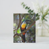 木の自然の景色の美しいtoucan鳥 ポストカード (スタンド正面)