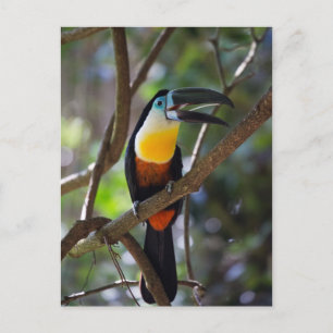 木の自然の景色の美しいtoucan鳥 ポストカード