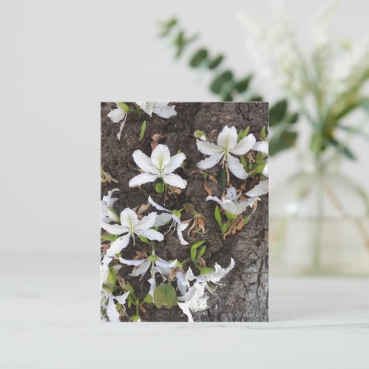 木の花 ポストカード (スタンド正面)