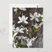 木の花 ポストカード (正面/裏面)