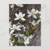 木の花 ポストカード (正面)