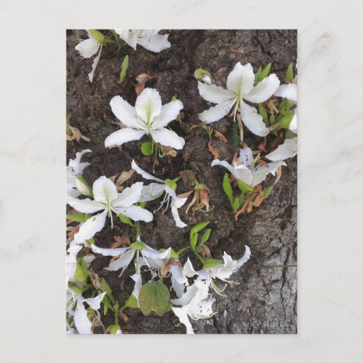 木の花 ポストカード (正面)