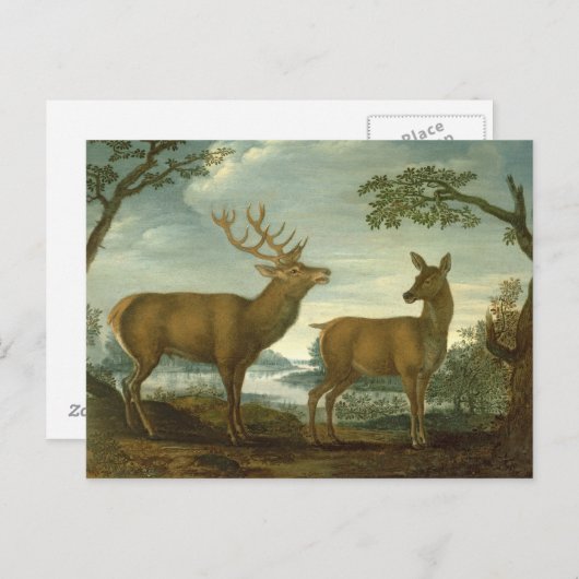 木の茂った風景の中で牡鹿と後鹿 ポストカード (正面/裏面)