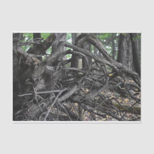 木の落ちた愛 薄葉紙 (正面)