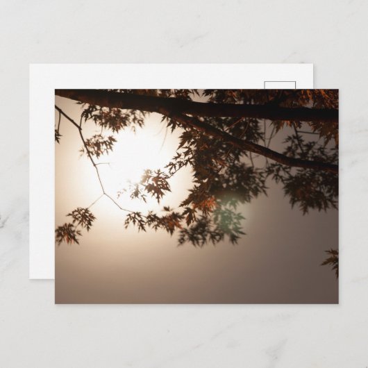 木の葉と月光 ポストカード (正面/裏面)