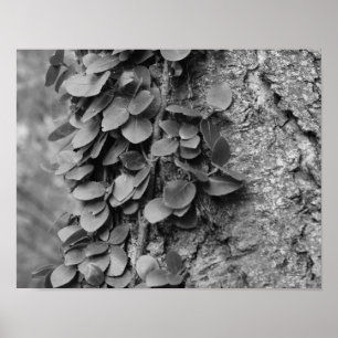 木の葉のつる植物黒白自然 ポスター