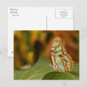 木の葉のマラカイト ポストカード (正面/裏面)