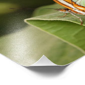 木の葉の上に浮かぶマラ色の蝶 フォトプリント            (角)