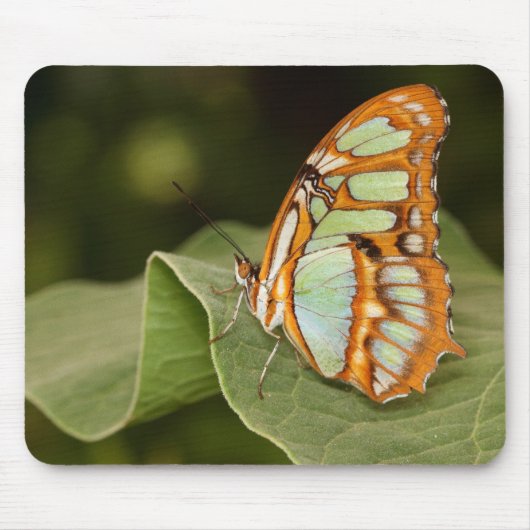 木の葉の上に浮かぶマラ色の蝶 マウスパッド (正面)