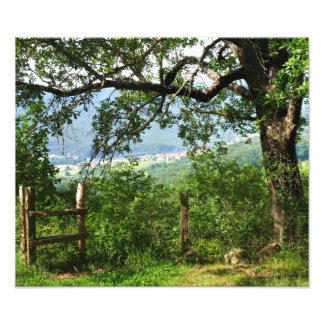 木の葉を通して フォトプリント           