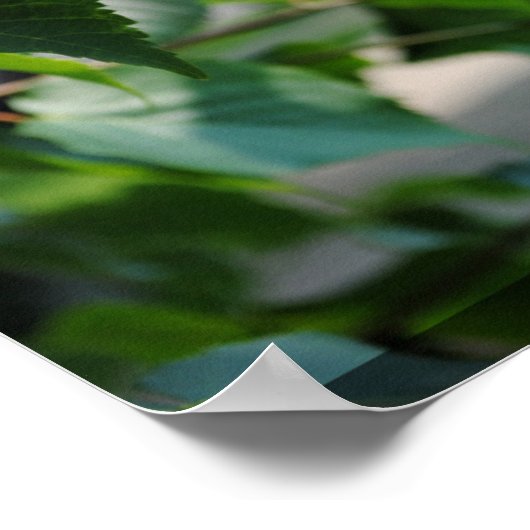 木の葉 ポスター (角)