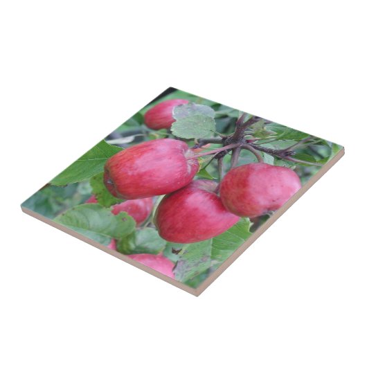 木の赤いりんご タイル (側面)