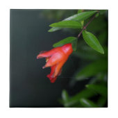 木の赤いザクロの花(ザクロ) タイル (正面)