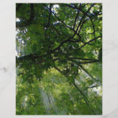 木の間の日光 チラシ (正面)