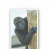 木の陰にゴリラ シール (正面)