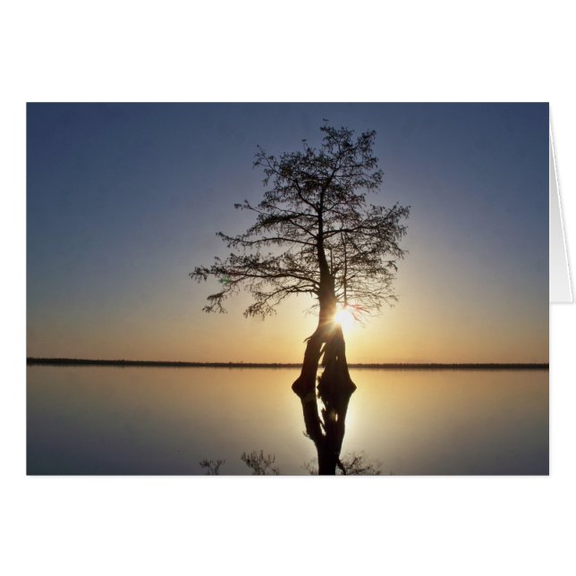 木の陰に沈む夕日 (正面横)