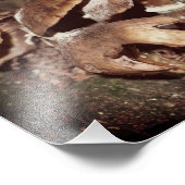 木の隙間に野生の茶色のキノコ8x10 フォトプリント (角)