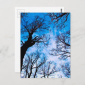 木の青い力 ポストカード (正面/裏面)