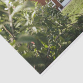 木の頭が切れる畑に囲まれた赤い納屋を見る 薄葉紙 (詳細)