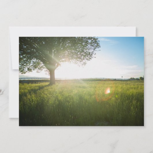 木の風景写真 - 結婚発表 招待状 (裏面)