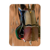 木の鴨が水中を泳ぐ マグネット (縦)