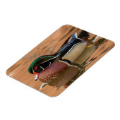 木の鴨が水中を泳ぐ マグネット (左側)