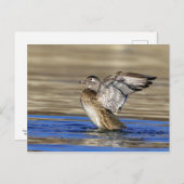 木の鴨が羽ばたき ポストカード (正面/裏面)