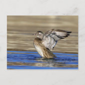 木の鴨が羽ばたき ポストカード (正面)