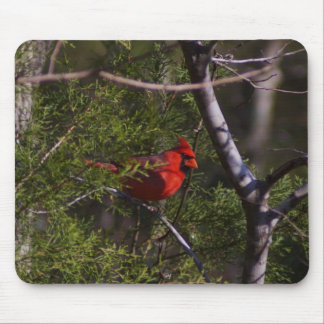 木の（鳥）ショウジョウコウカンチョウ マウスパッド