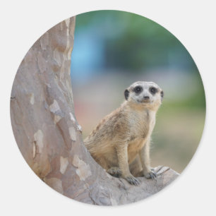 木のMeerkat土曜日 ラウンドシール
