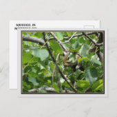 木はがきに隠れるリス ポストカード (正面/裏面)