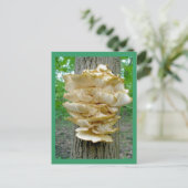 木はがきの棚菌 ポストカード (スタンド正面)