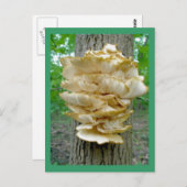 木はがきの棚菌 ポストカード (正面/裏面)