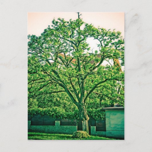 木はがき ポストカード (正面)