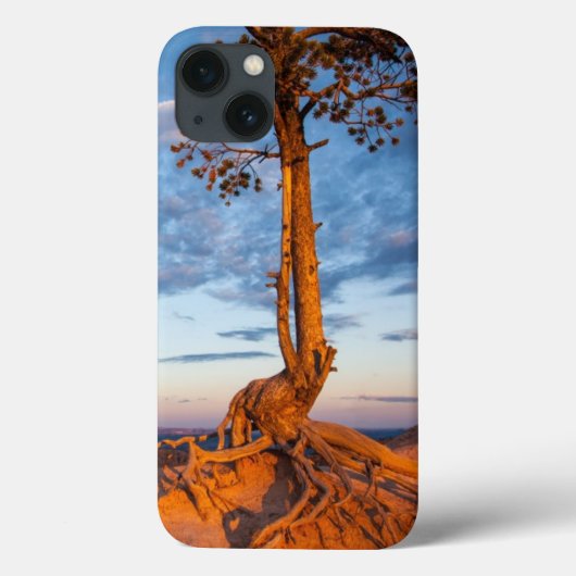 木は棚、ブライス渓谷の国立公園にしがみつきます Case-Mate iPhoneケース (裏面)