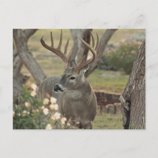 木びき台 ポストカード (正面)