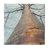 木を見上げて タイル (正面)